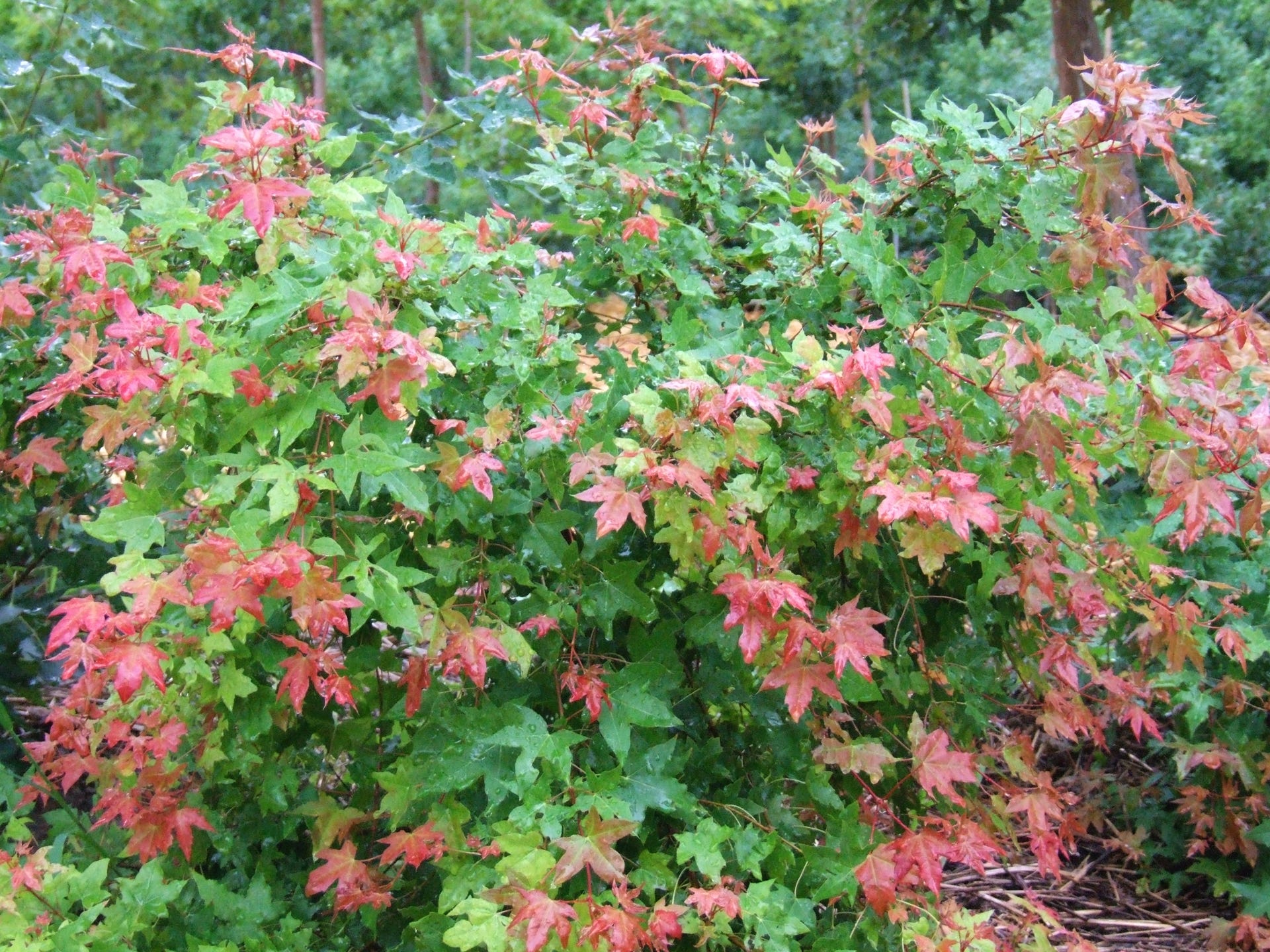 Acer truncatum Baby Dragon TM Shantung maple summer growth.