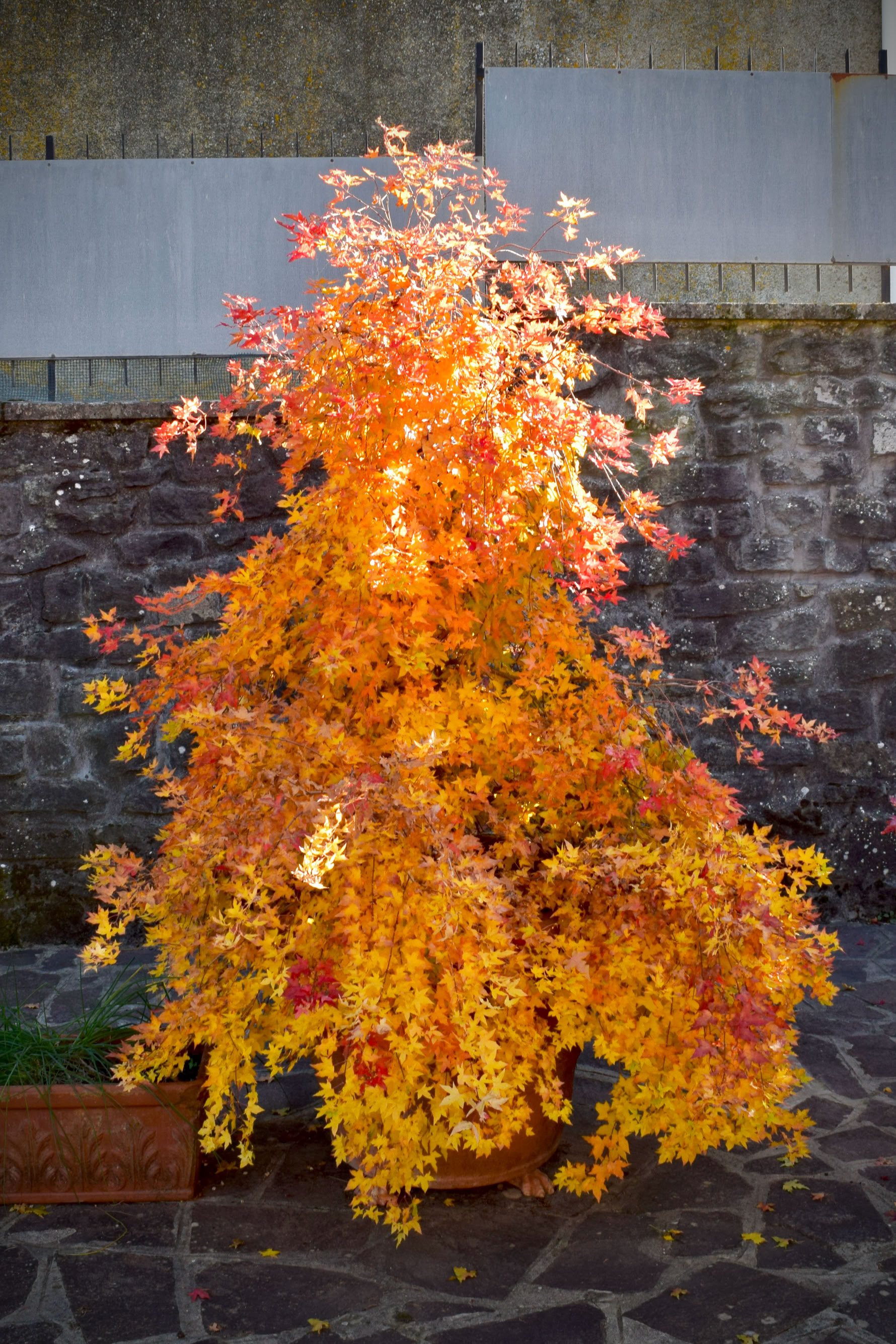 Acer truncatum Shantung maple Shandong maple tree, fall color, bonsai, metro maples, maple leeaves, information on maples, Baby Dragon fall color