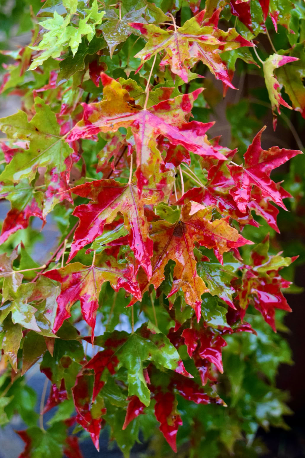Fire Dragon, Acer truncatum Shantung maple Shandong maple tree, fall color, bonsai, metro maples, maple leeaves, information on maples,Happy Dragon fall color