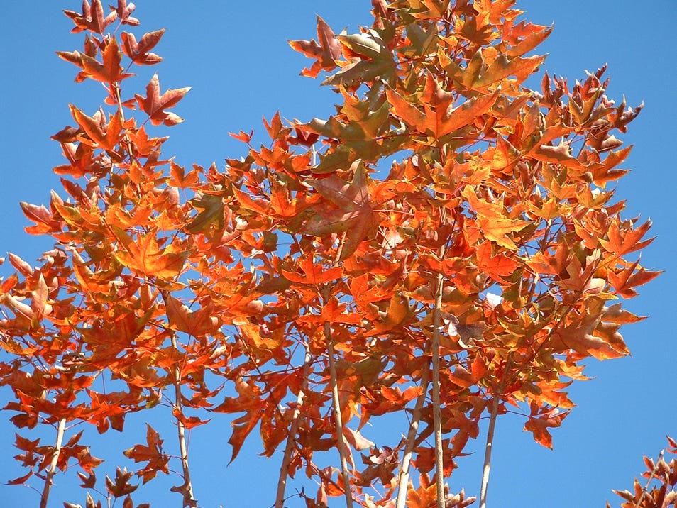 Acer truncatum Fire Dragon fall color 2004 orange yellow reds.  Shantung maple patented.  Shandong maples great trees.