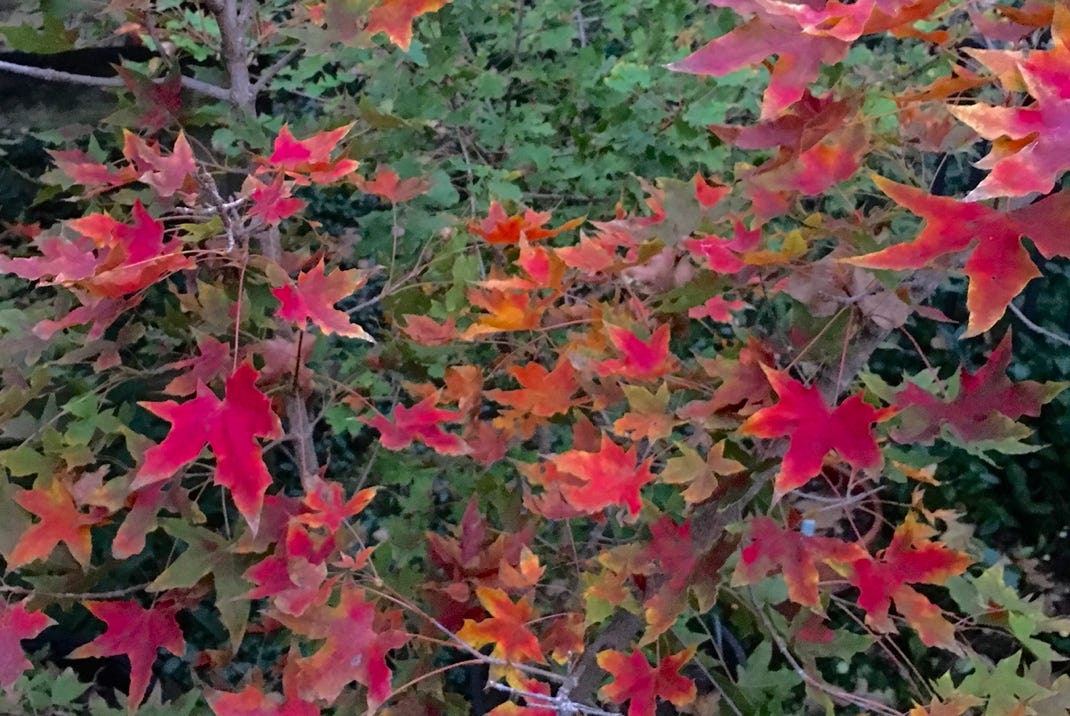 Acer truncatum 'Fiya Dragon', Shandong or Shantung Chinese maple at Metro Maples.