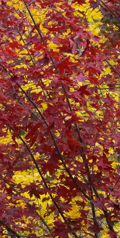 Acer truncatum Golden Dragon at Metro Maples with Fire Dragon Shantung maple.