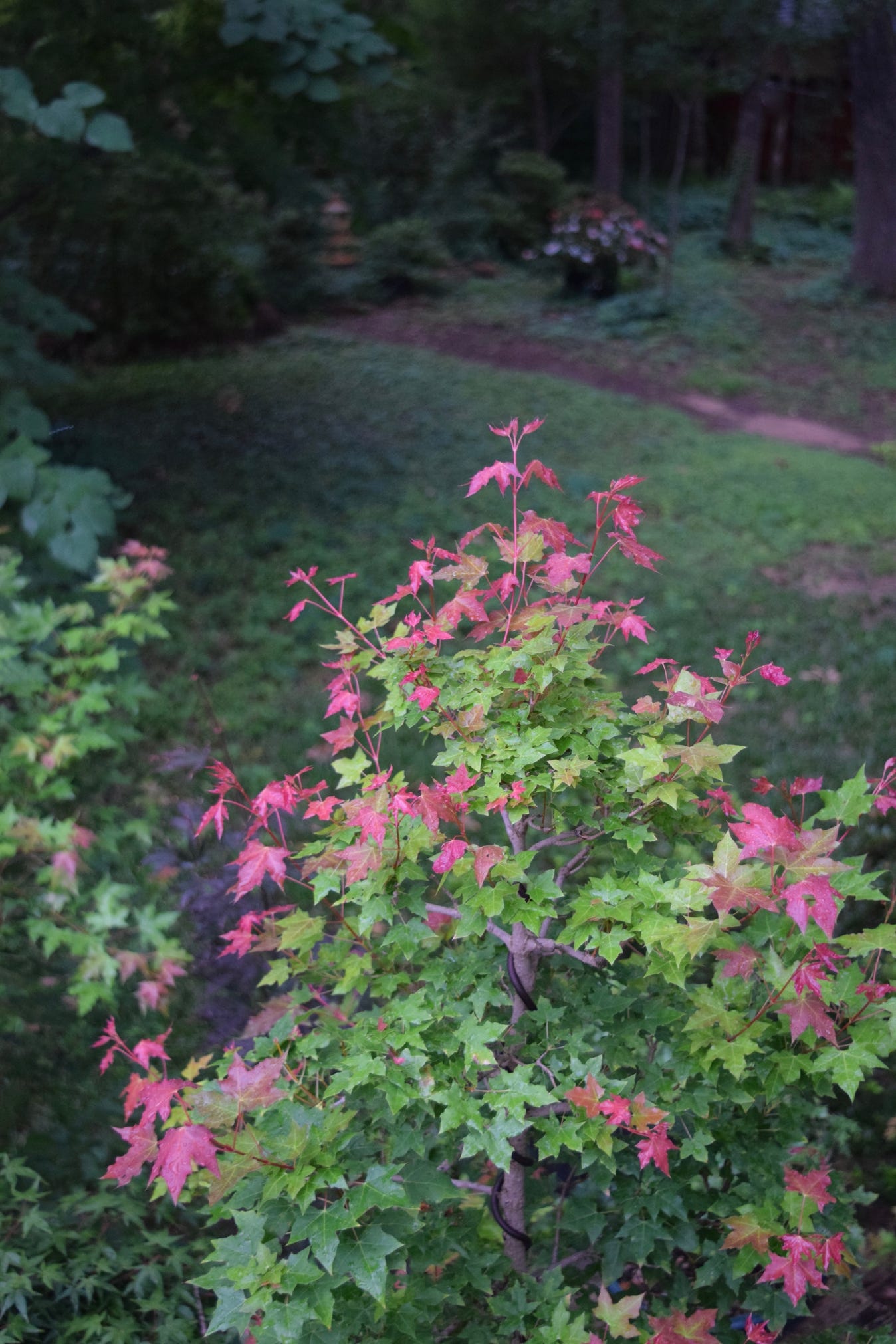 Acer truncatum Flower God, a dwarf Shandong maple.  This Shantung maple is in bonsai training.