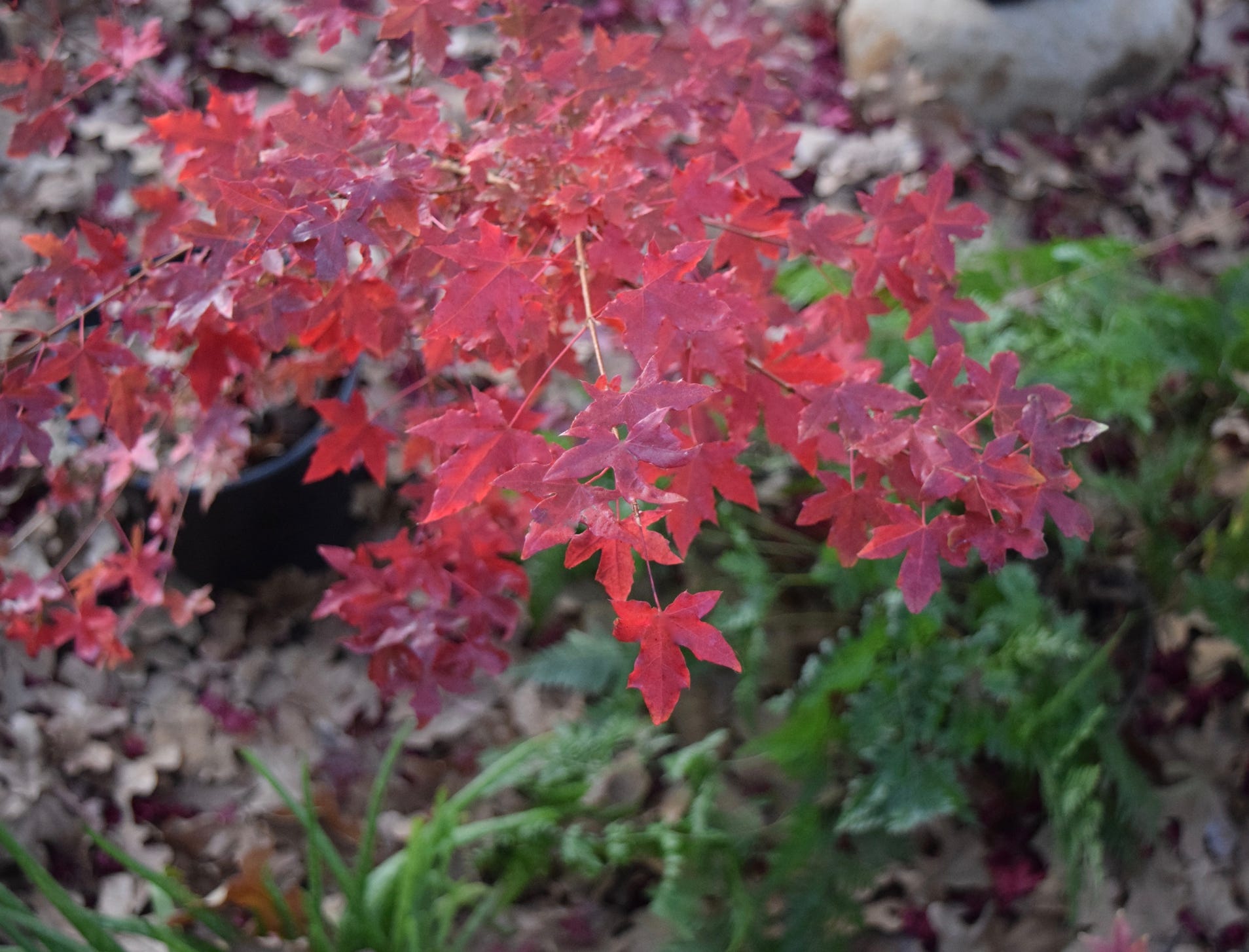 Acer truncatum Shantung maple Shandong maple tree, fall color, bonsai, metro maples, maple leeaves, information on maples