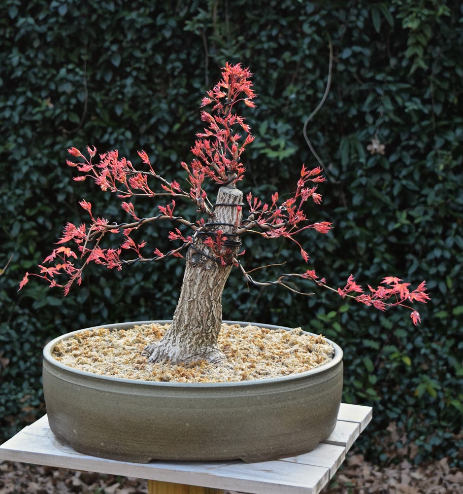 Baby Dragon dwarf Shantung Acer truncatum bonsai tree.