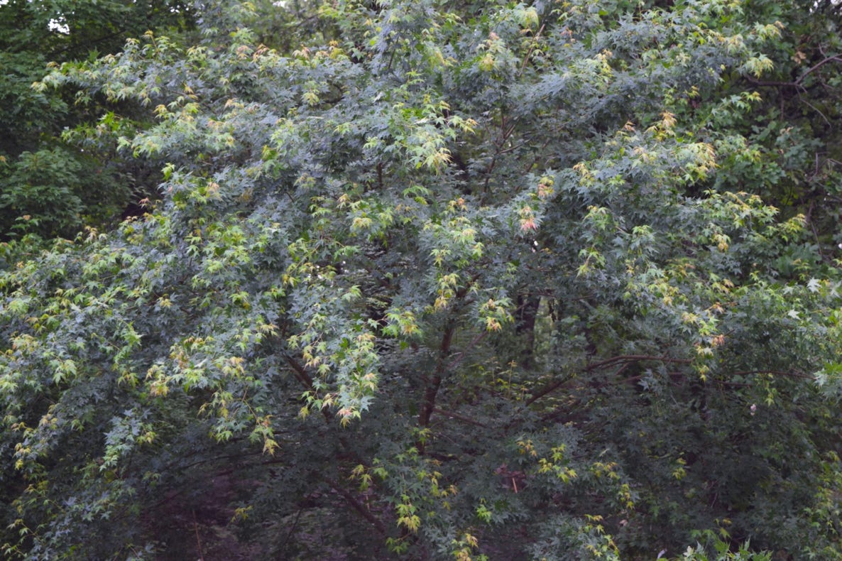 Acer truncatum 'Golden Dragon' Shandong or Shantung maple. Golden Dragon at Metro Maples.