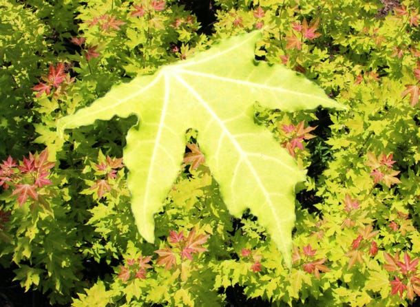 Acer truncatum 'Super Dragon' PP# 26,414 Shandong or Shantung maple.  Yellow leaf cultivar.