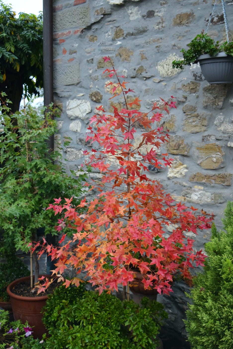 Acer truncatum, Shantung maple, Fire Dragon, seedling, 3rd generation Shandong maple