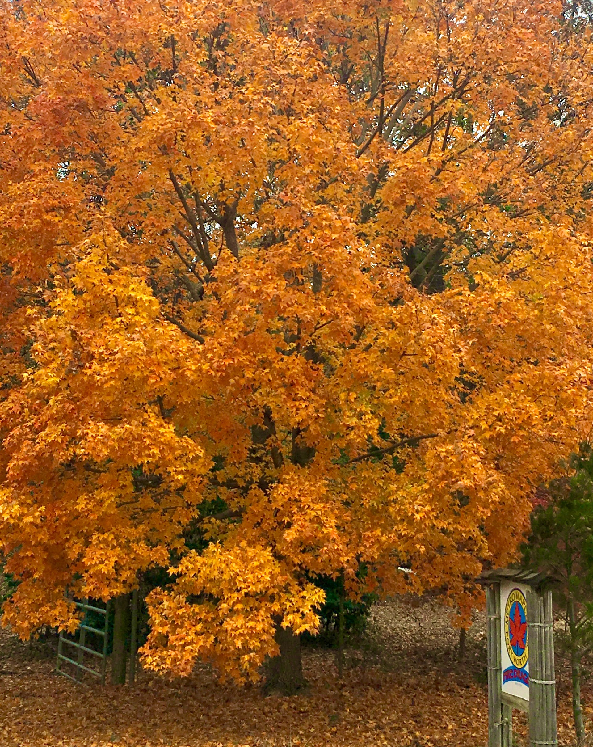 Acer truncatum Shantung maple Shandong maple tree, fall color, bonsai, metro maples, maple leeaves, information on maples