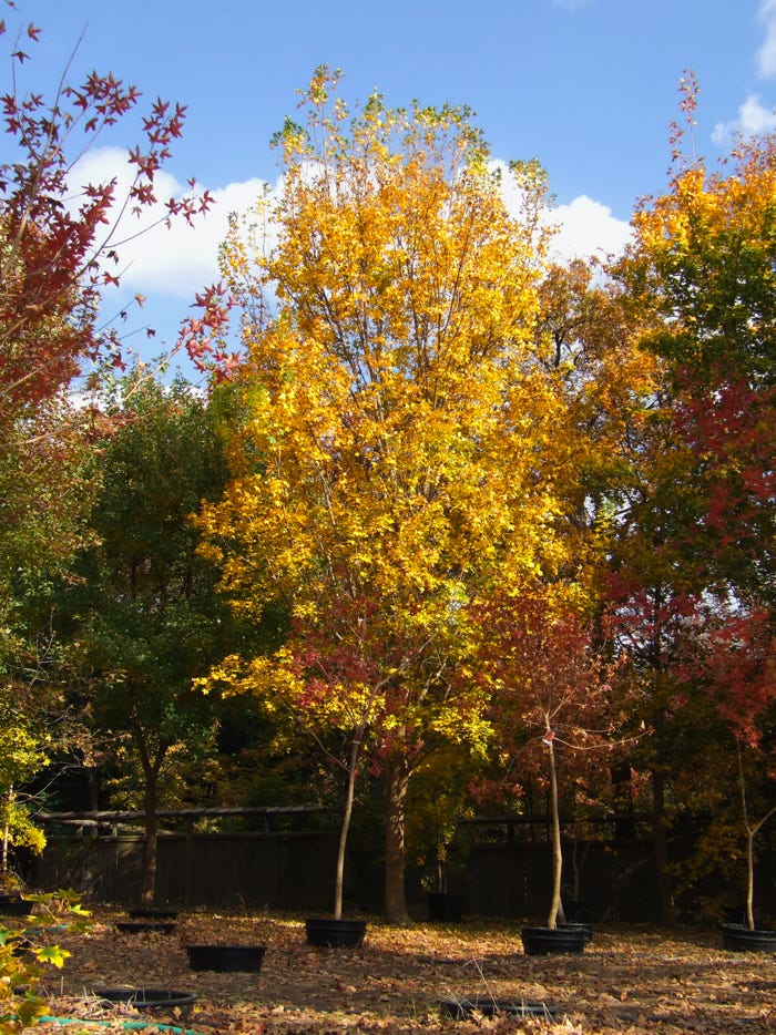 Acer truncatum 'Doric Dragon' Shandong or Shantung maple.  Columnar at Metro Maples.