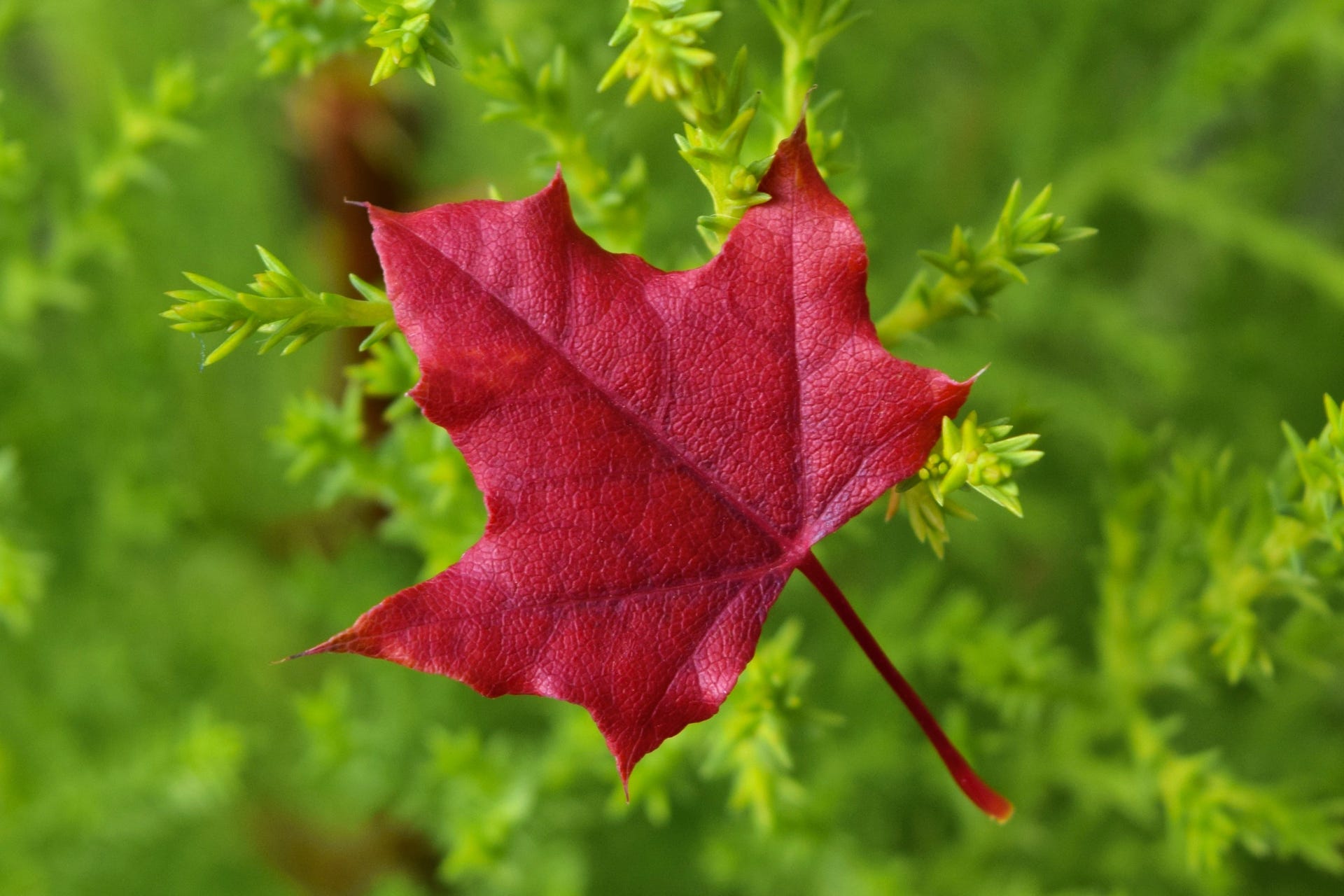 Acer truncatum dwarf Shantung or Shandong maple red fall color fire dragon texas superstar bonsai metro maples