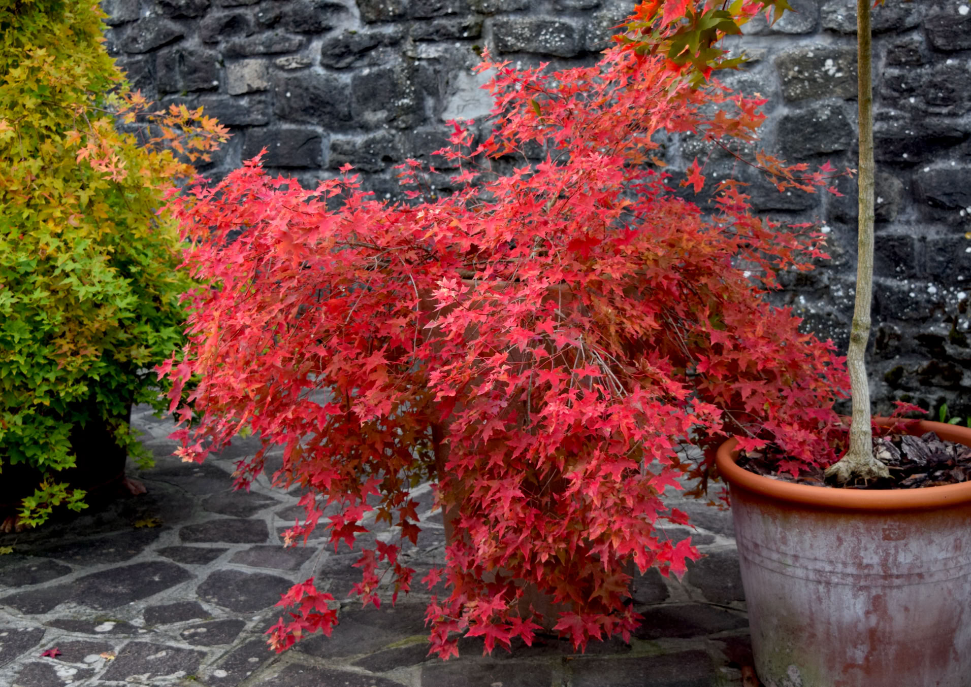 Acer truncatum Shantung maple Shandong maple tree, fall color, bonsai, metro maples, maple leeaves, information on maples