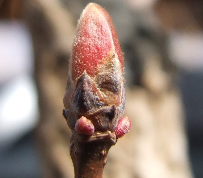 Acer truncatum, common name Shandong or Shantung maple, 'Fire Dragon' buds opening.