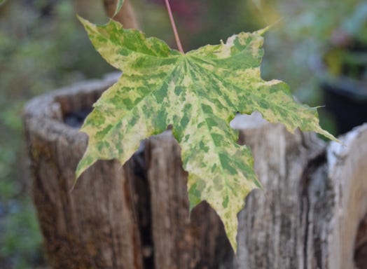 Acer truncatum 'Sugar Dragon' Shandong or Shantung maple. Sugar Dragon variegated maples.