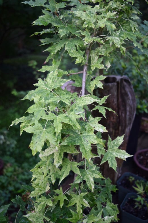 Acer truncatum 'Sugar Dragon' Shandong or Shantung maple. Sugar Dragon variegated maples.