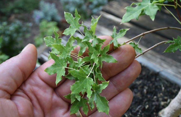 Acer truncatum White Dragon Shantung maple.