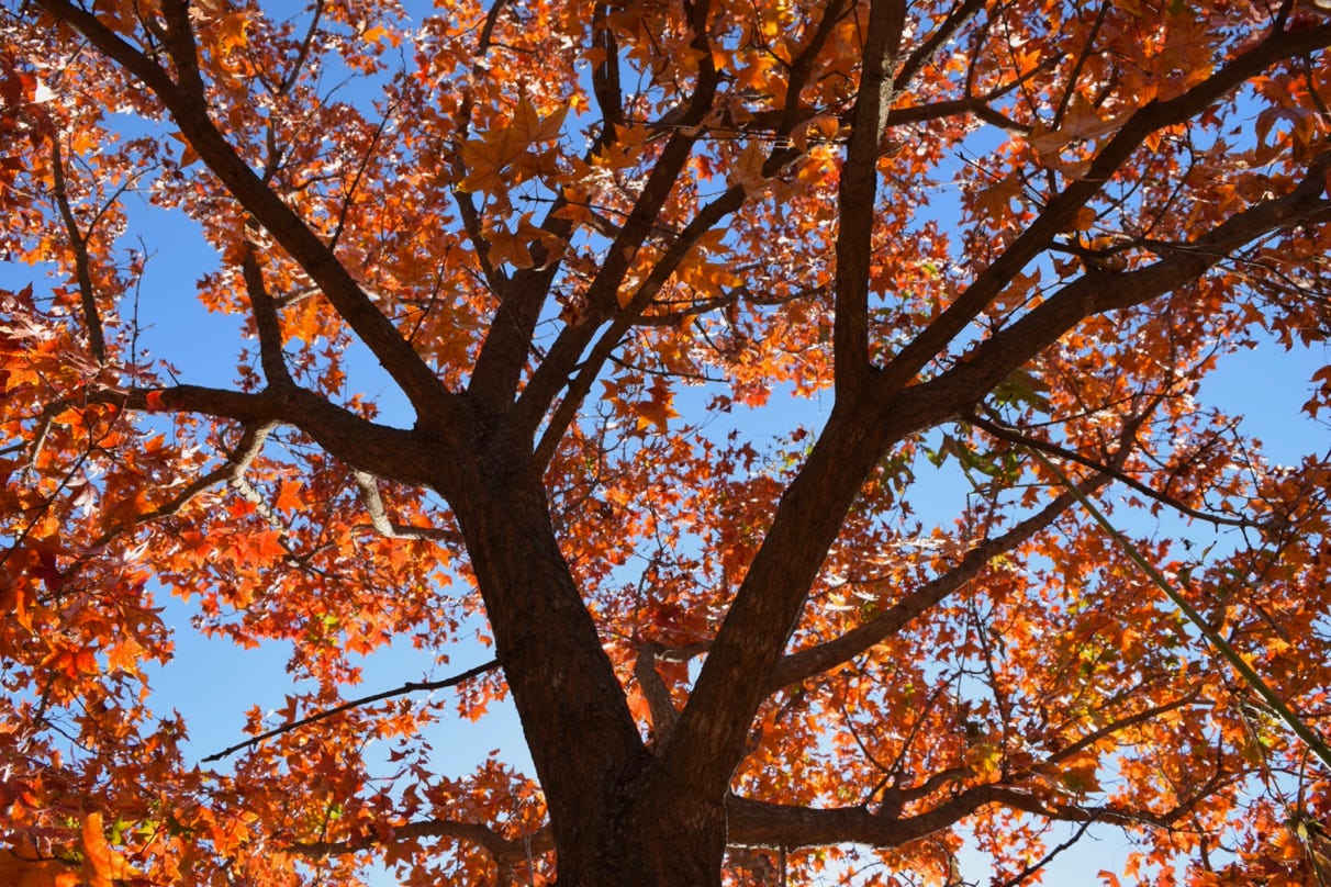 Acer truncatum Sweet Spot Shantung maple, or Shandong maple.