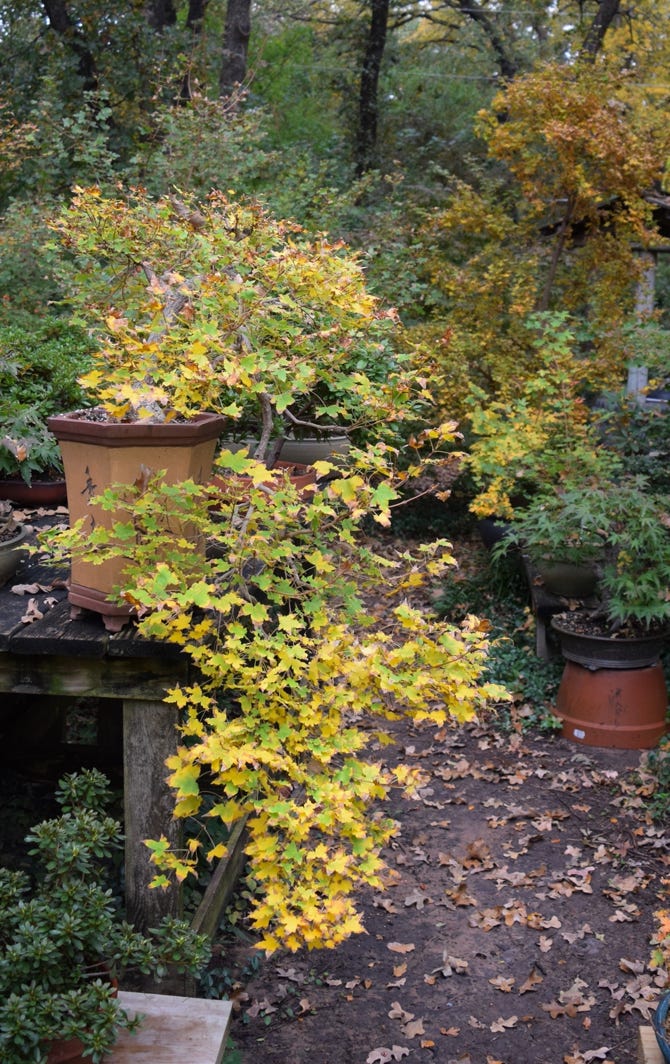 Acer truncatum Baby Dragon Shantung, or Shandong maple cascade bonsai.