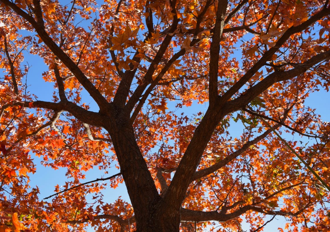 Acer truncatum Shantung maple Shandong maple tree, fall color, bonsai, metro maples, maple leeaves, information on maples