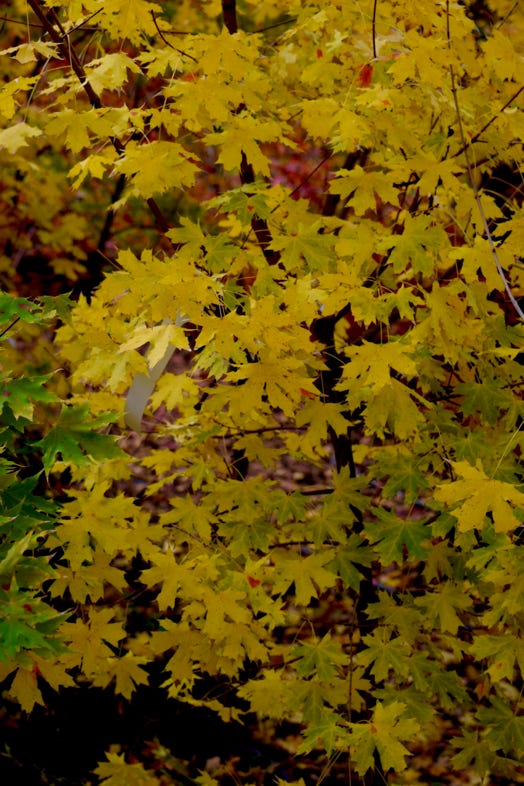 Acer truncatum 'Golden Dragon' Shandong or Shantung maple. Golden Dragon at Metro Maples.