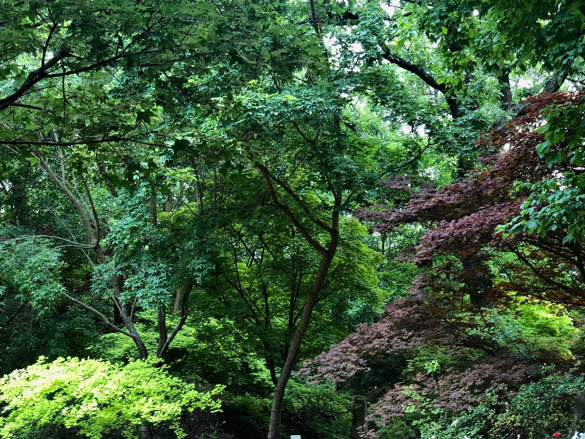 Acer Super Dragon yellow japanese maples truncatum palmatum tree color