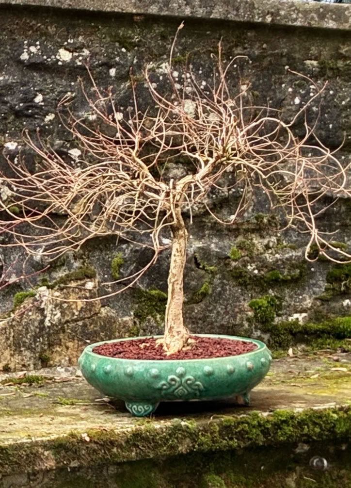 Acer truncagtum, bonsai, dwarf Shantung maple, Fire Dragon seedling