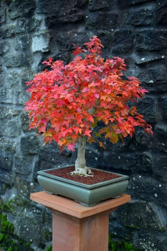 Pure Fun fall color.  Acer truncatum, shantung maple, maple bonsai, pure fun maple