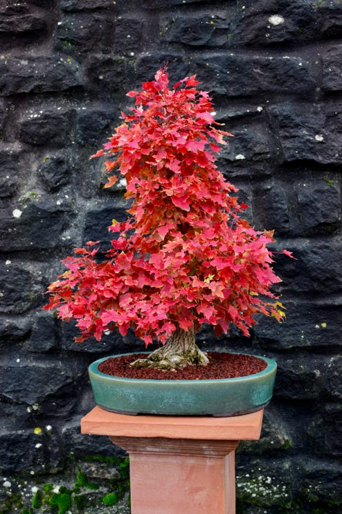 Acer truncatum 'Flower God' dwarf Shantung or Shandong maple.