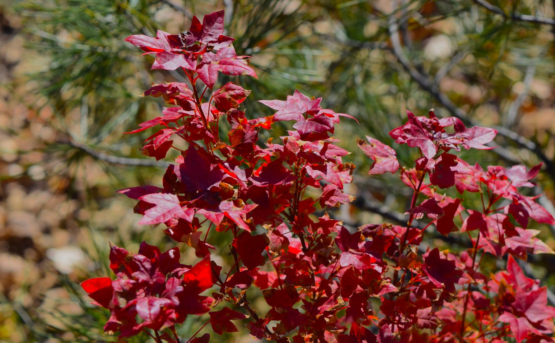 Acer truncatum Shantung maple Shandong maple tree, fall color, bonsai, metro maples, maple leeaves, information on maples