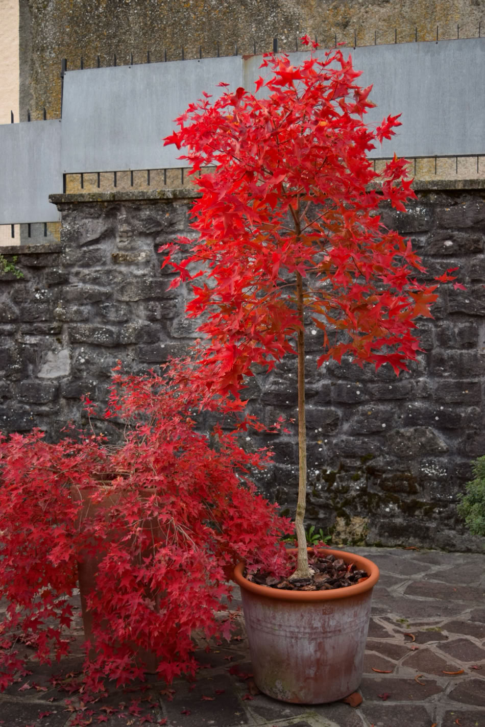 'Fire Dragon', Acer truncatum Shantung maple Shandong maple tree, fall color, bonsai, metro maples, maple leeaves, information on maples
