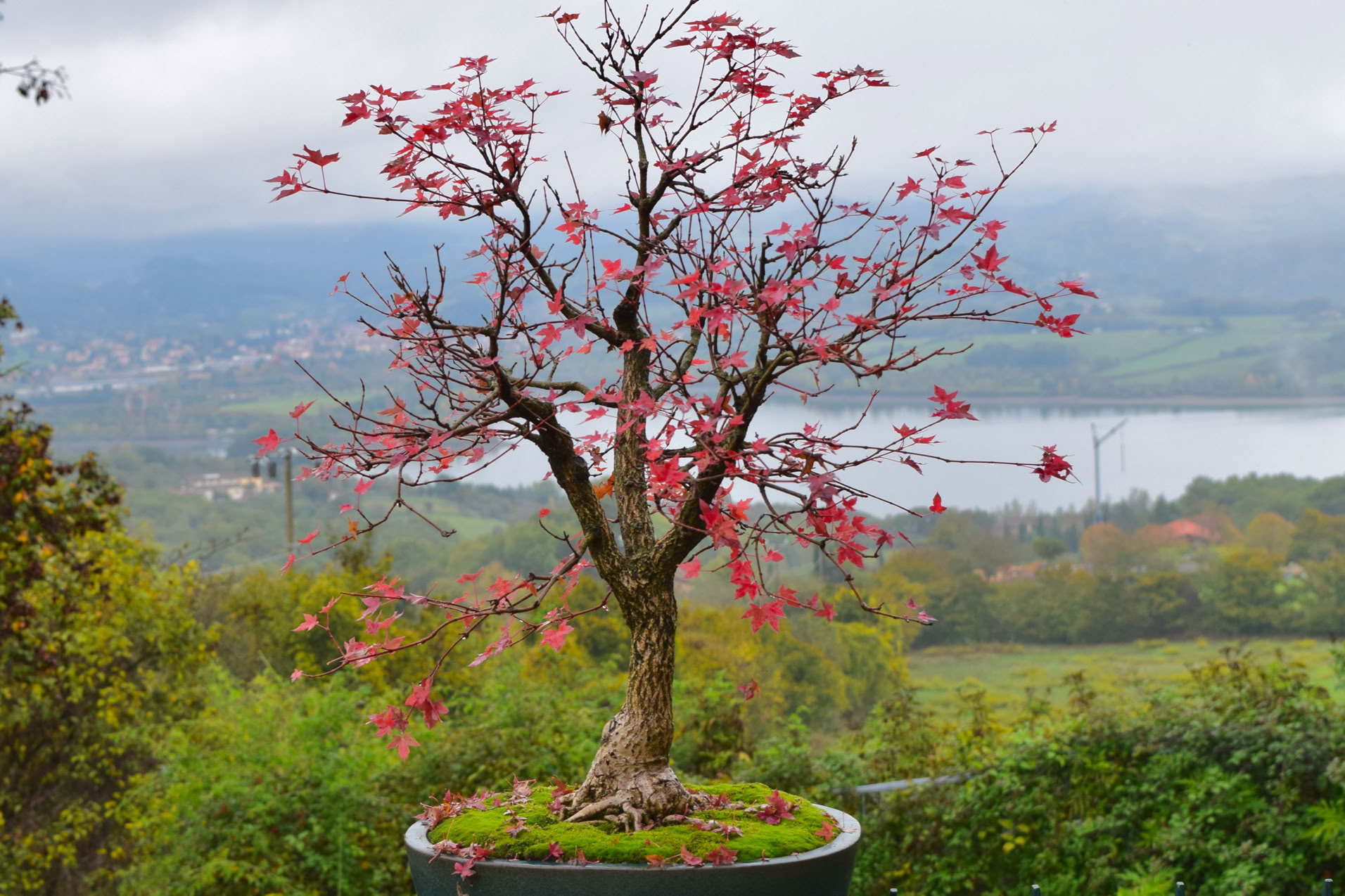 Acer truncatum Shantung maple Shandong maple tree, fall color, bonsai, metro maples, maple leeaves, information on maples, Pure Fun Shantung dwarf maple