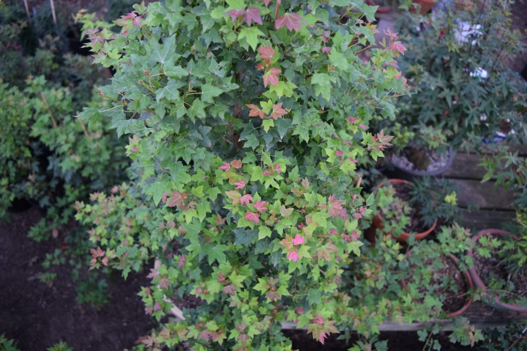 Acer truncatum 'Flower God' dwarf Shantung or Shandong maple.