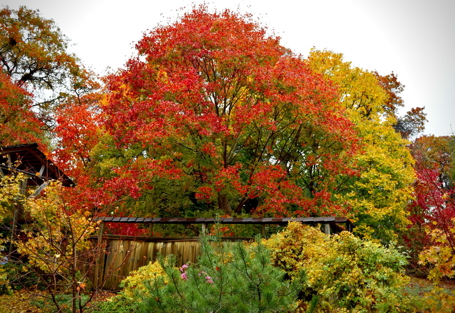 Acer truncatum Shantung maple Shandong maple tree, fall color, bonsai, metro maples, maple leeaves, information on maples  Fire dragon fall color