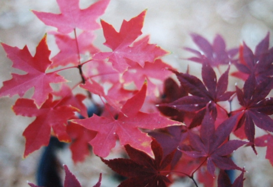 Acer truncatum Shantung maple Shandong maple tree, fall color, bonsai, metro maples, maple leeaves, information on maples