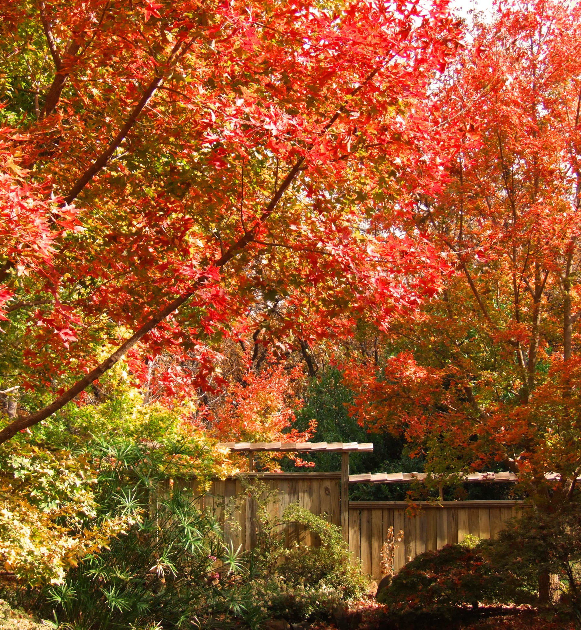 Acer truncatum Shantung maple Shandong maple tree, fall color, bonsai, metro maples, maple leeaves, information on maples