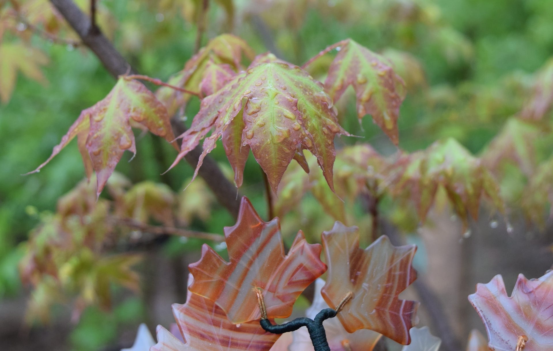 Shantung maple Acer truncatum Fire Dragon with precious stone bonsai.