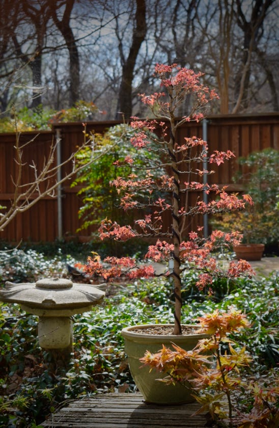 Flower God dwarf Acer truncatum.  Emerging leaves on this Shantung maple in bonsai training.