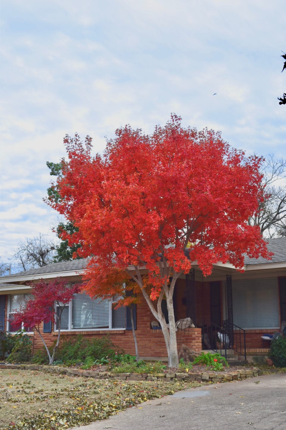 Acer truncatum Shantung maple Shandong maple tree, fall color, bonsai, metro maples, maple leeaves, information on maples