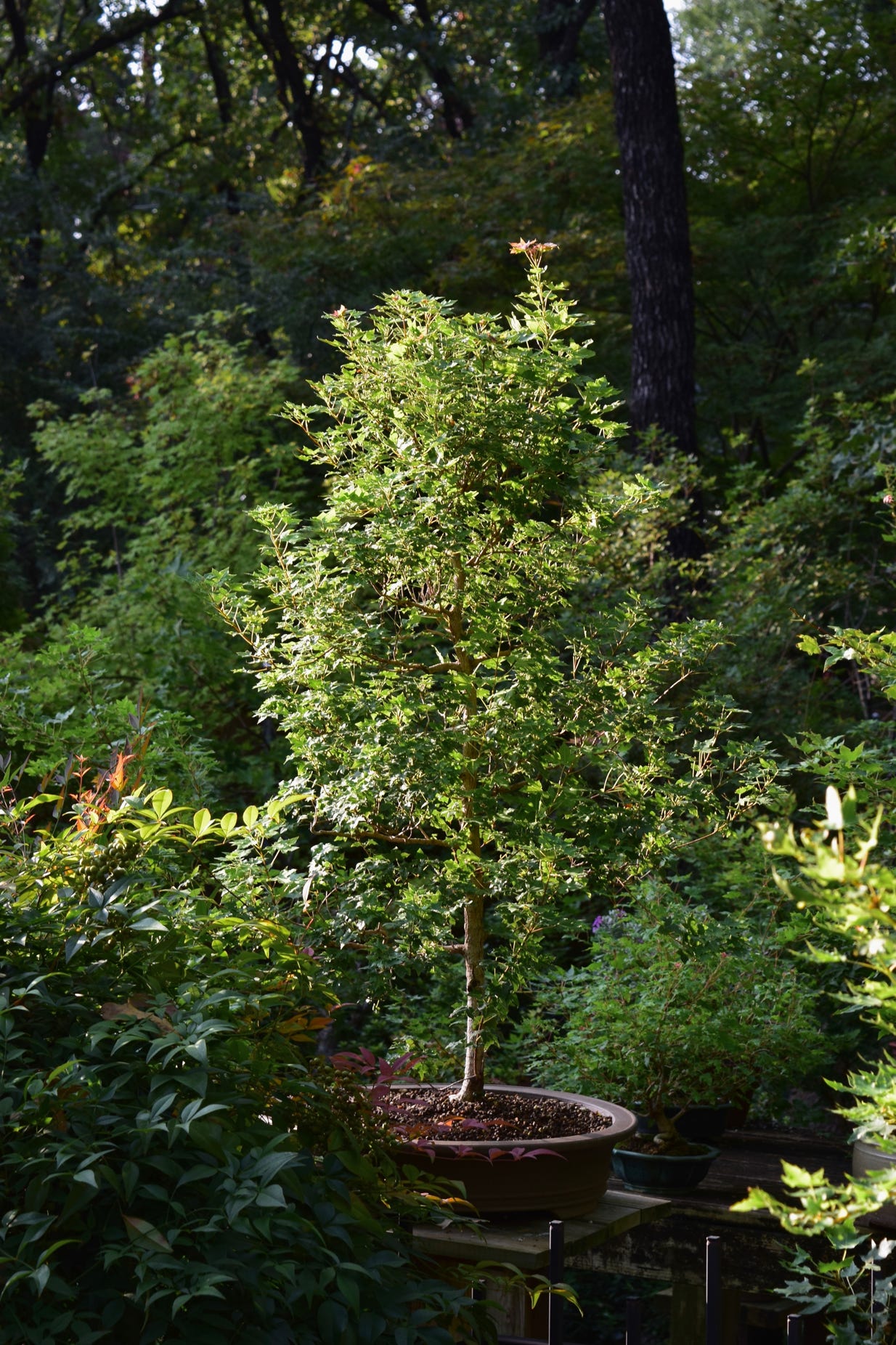 Acer truncatum Flower God dwarf Shantung maple Shandong maple bonsai