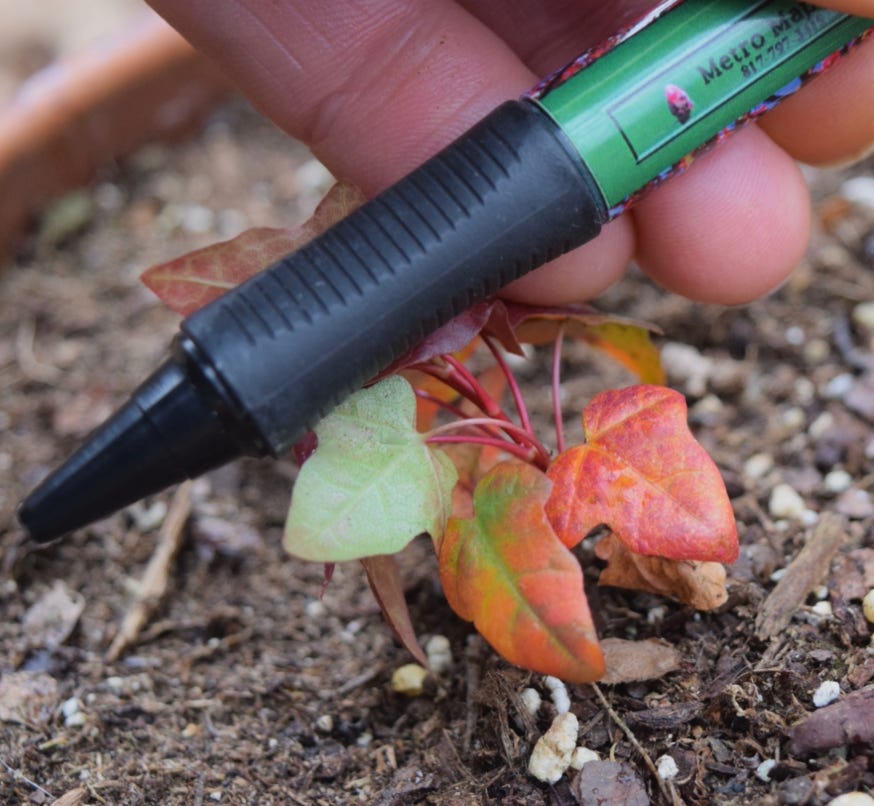 Acer truncatum dwarf Shantung bonsai Shandong maple seedling 3rd generation Fire Dragon