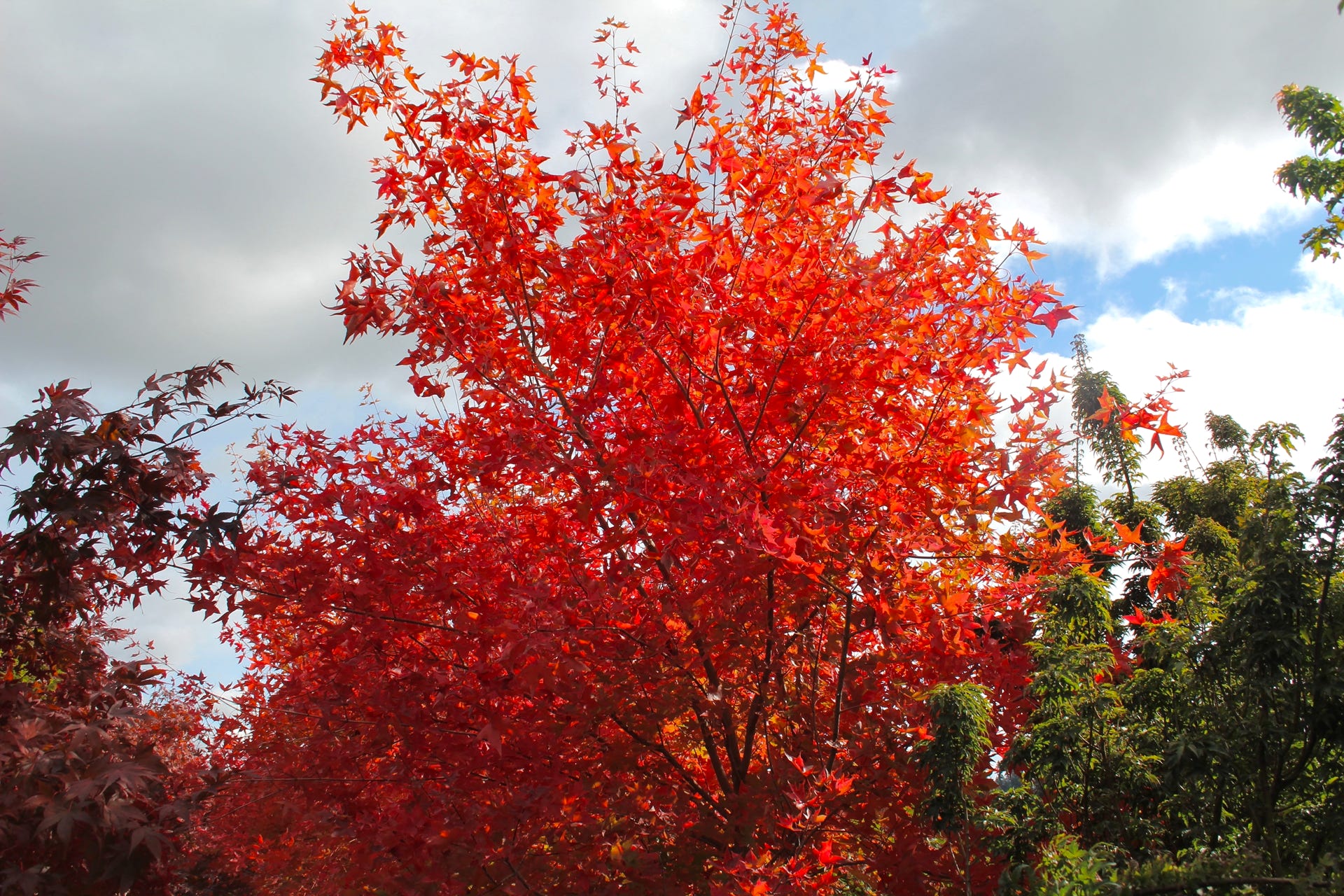 Acer truncatum Fire Dragon.  This Shantung maple sold at Munn's Nursery, Brooks, Or.