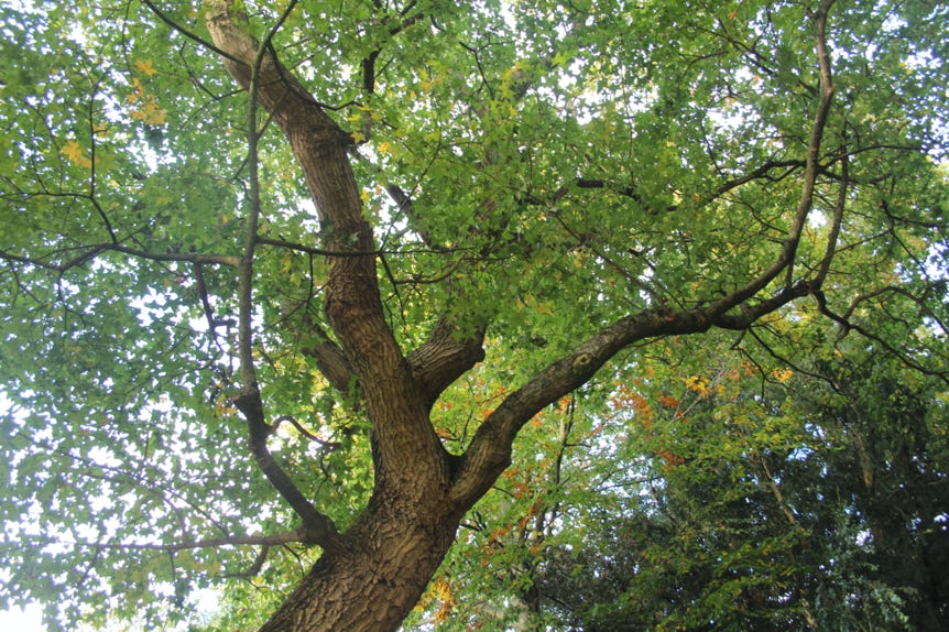 Acer truncatum, common name Shandong or Shantung maple at Kew Gardens, England.