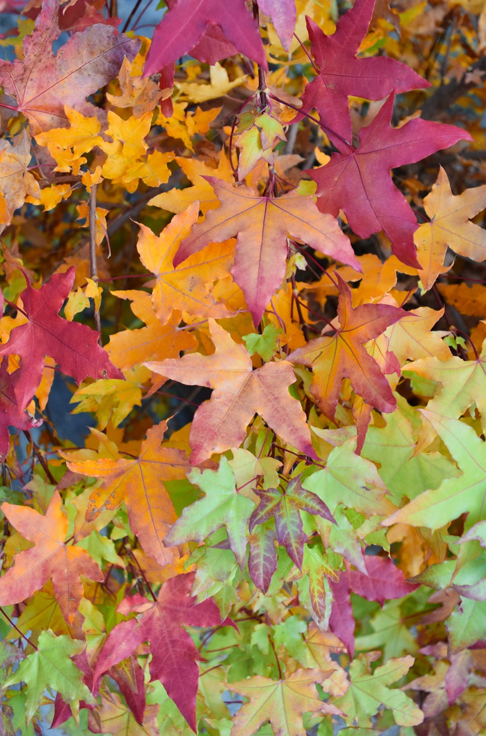 Acer truncatum Shantung maple , Baby Dragon, dwarf Shandong maple tree, fall color, bonsai, metro maples, maple leeaves, information on maples, Fire Dragon, Flower God bonsai