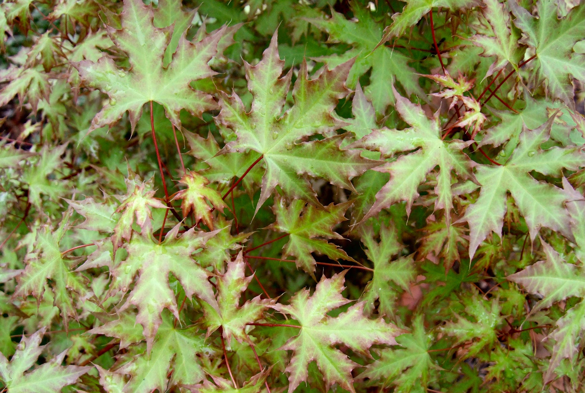 Acer truncatum Shantung maple Shandong maple tree, fall color, bonsai, metro maples, maple leeaves, information on maples, TARP Dragon