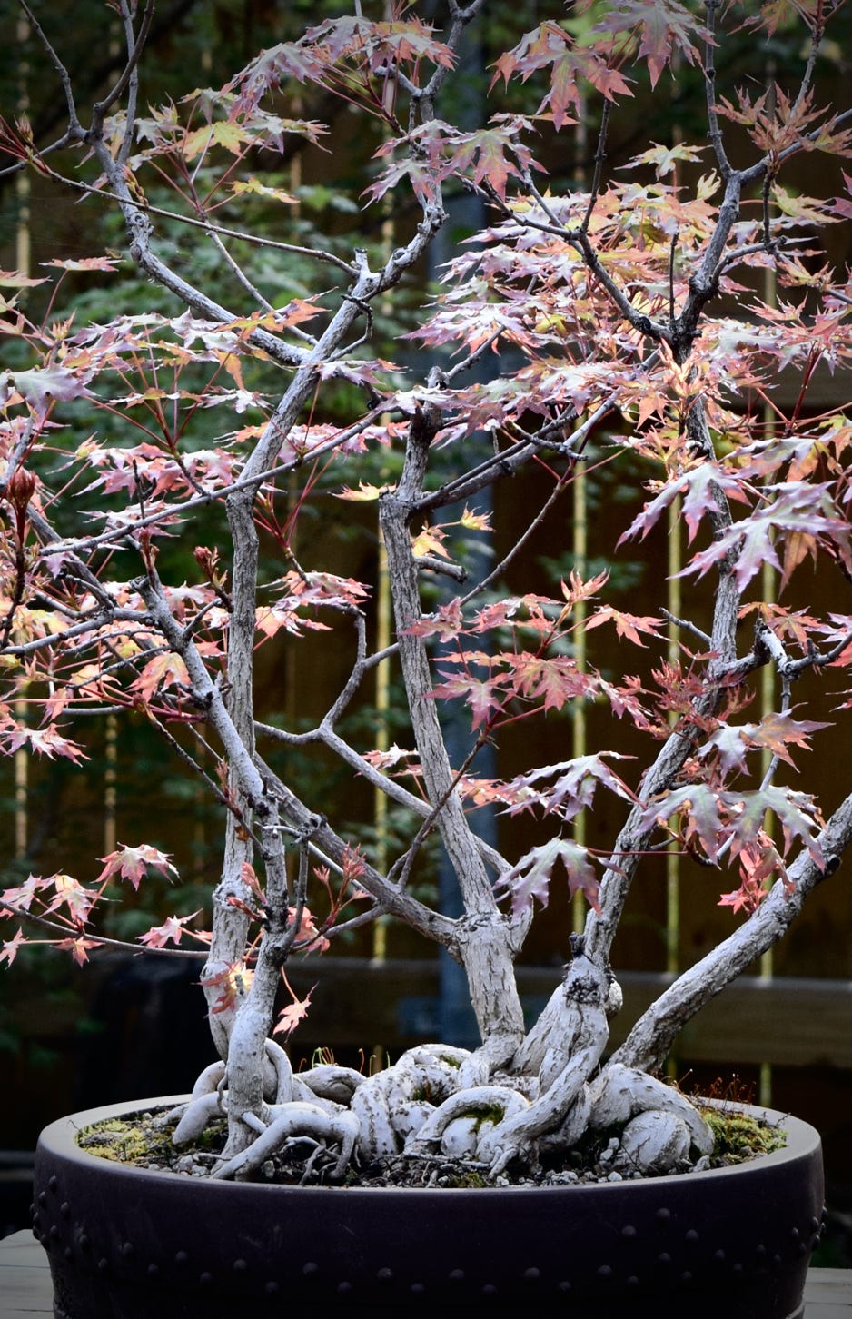 Acer truncatum Shantung maple Shandong maple tree, fall color, bonsai, metro maples, maple leeaves, information on maples