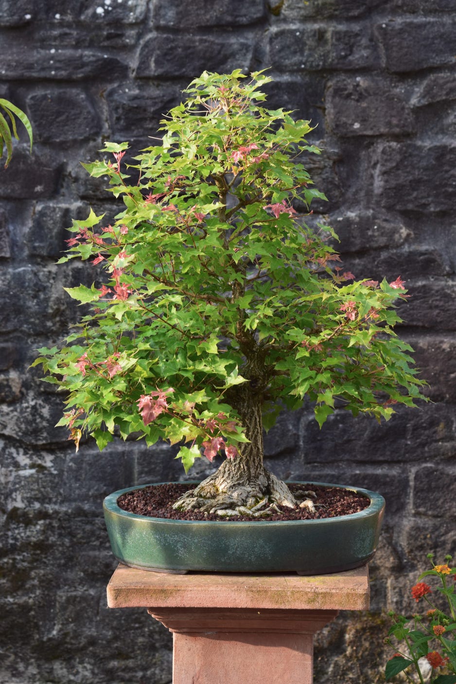 Acer truncatum, dwarf Shantung, bonsai, maple flowers, red fall color