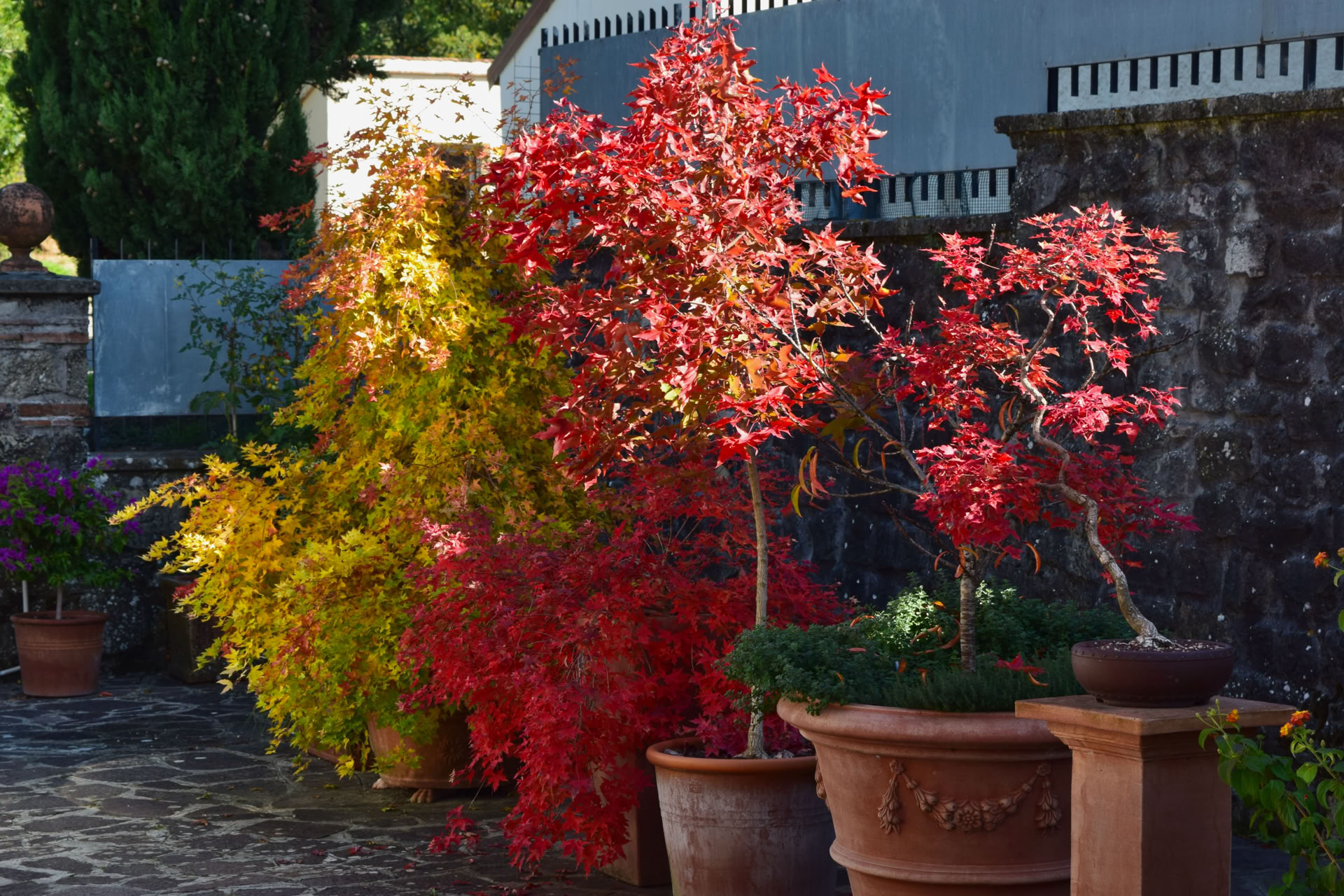 Acer truncatum Shantung maple Shandong maple tree, fall color, bonsai, metro maples, maple leeaves, information on maples, Fire Dragon fall color