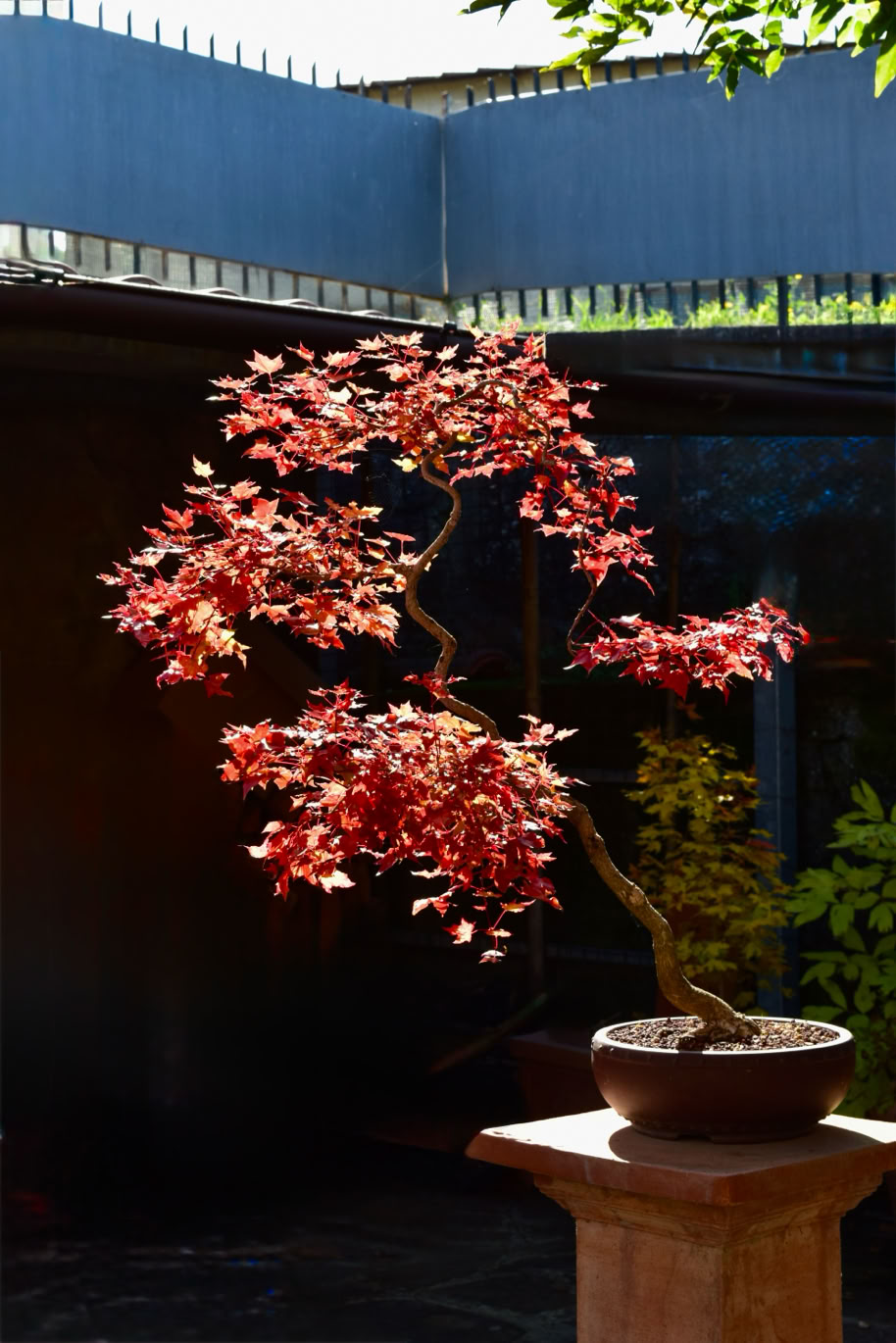 Flower God, Acer truncatum Shantung maple Shandong maple tree, fall color, bonsai, metro maples, maple leeaves, information on maples