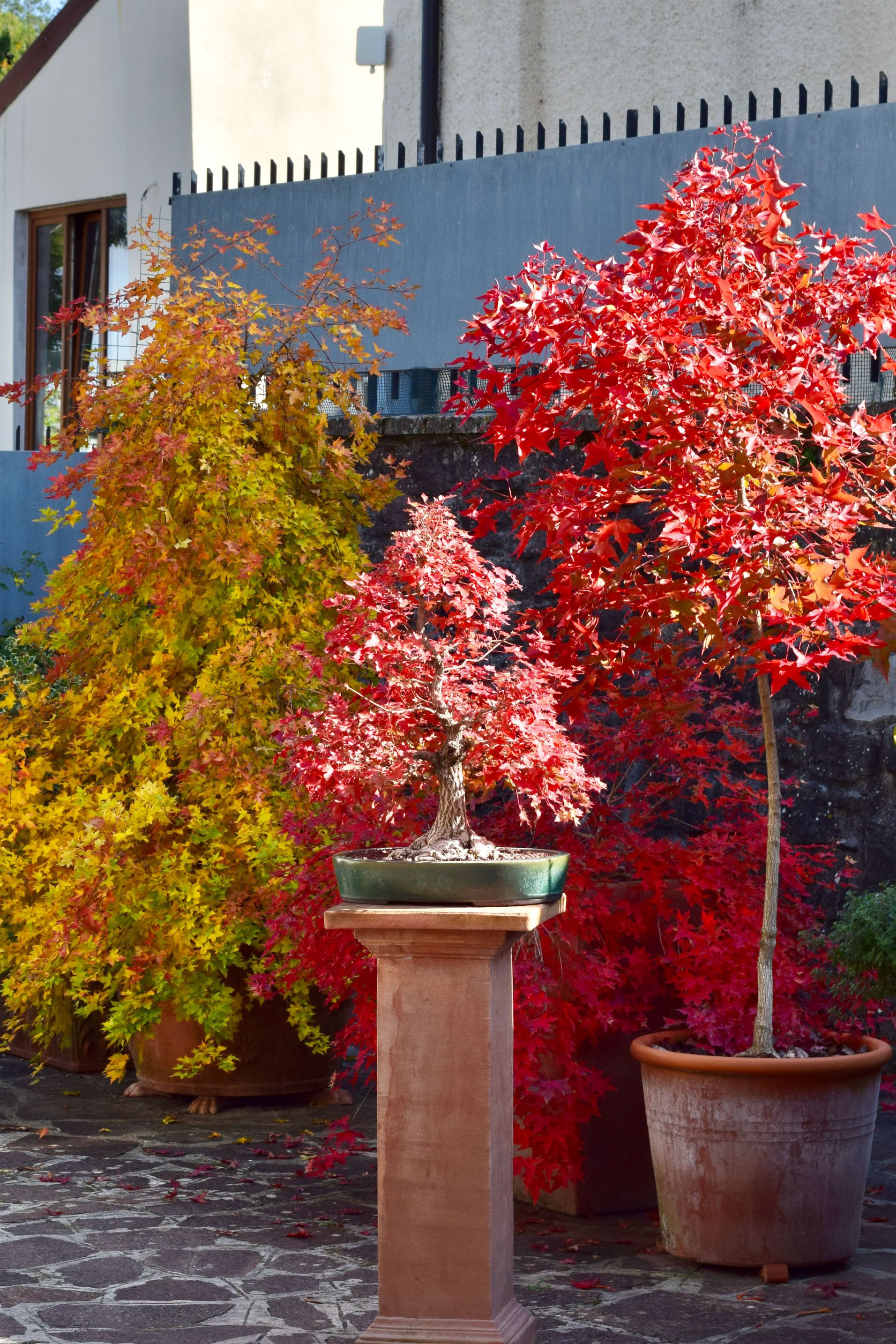 Acer truncatum, Shantung maple, best fall color in the world, bonsai, Fire Dragon, Baby Dragon