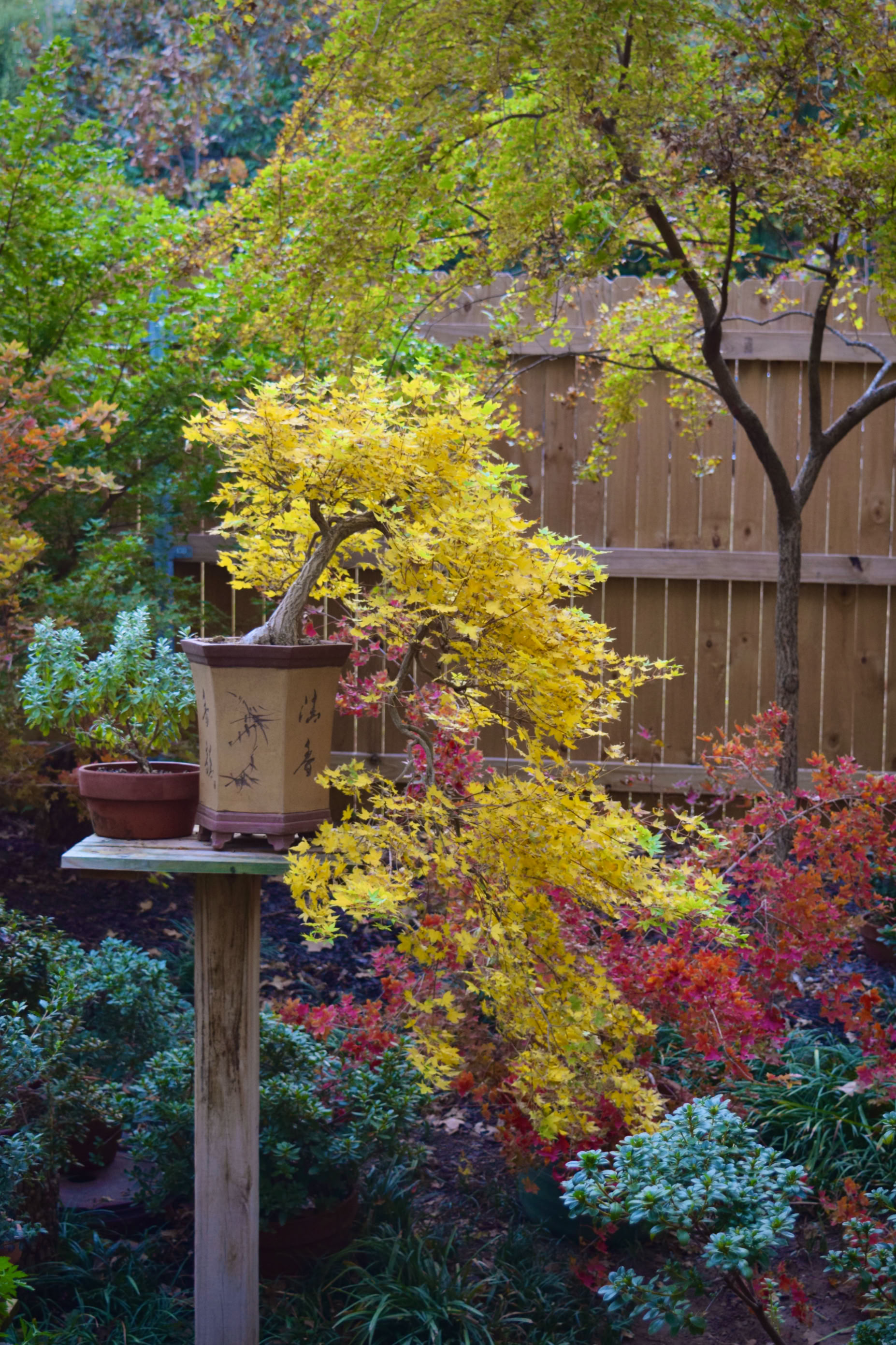Acer truncatum Baby Dragon dwarf Shantung maple cascade bonsai fall color
